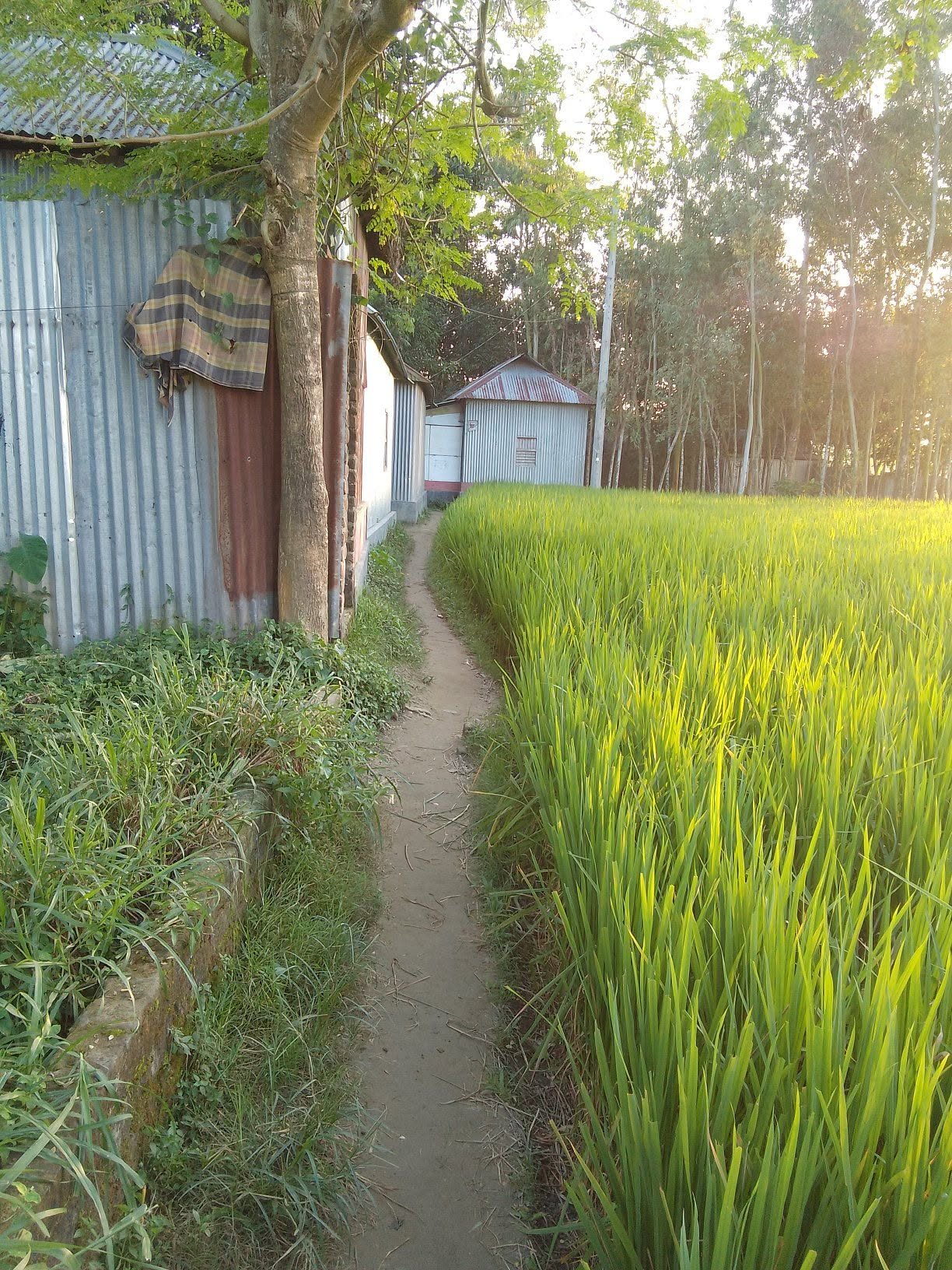 নলিছাপাড়া ব্রিজের পশ্চিম পাশে ৩ শতক জায়গা বিক্রি হবে। — photo 3