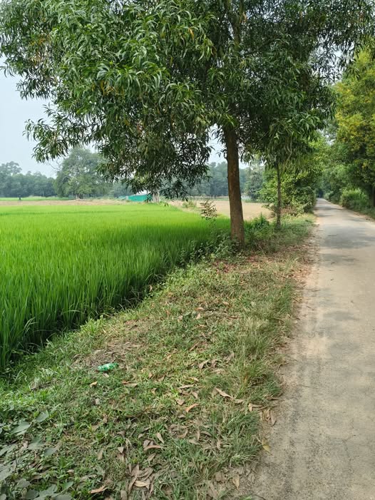 কালিয়াকৈর এলাকায় যেকোন ধরনের জায়গা বিক্রয় 