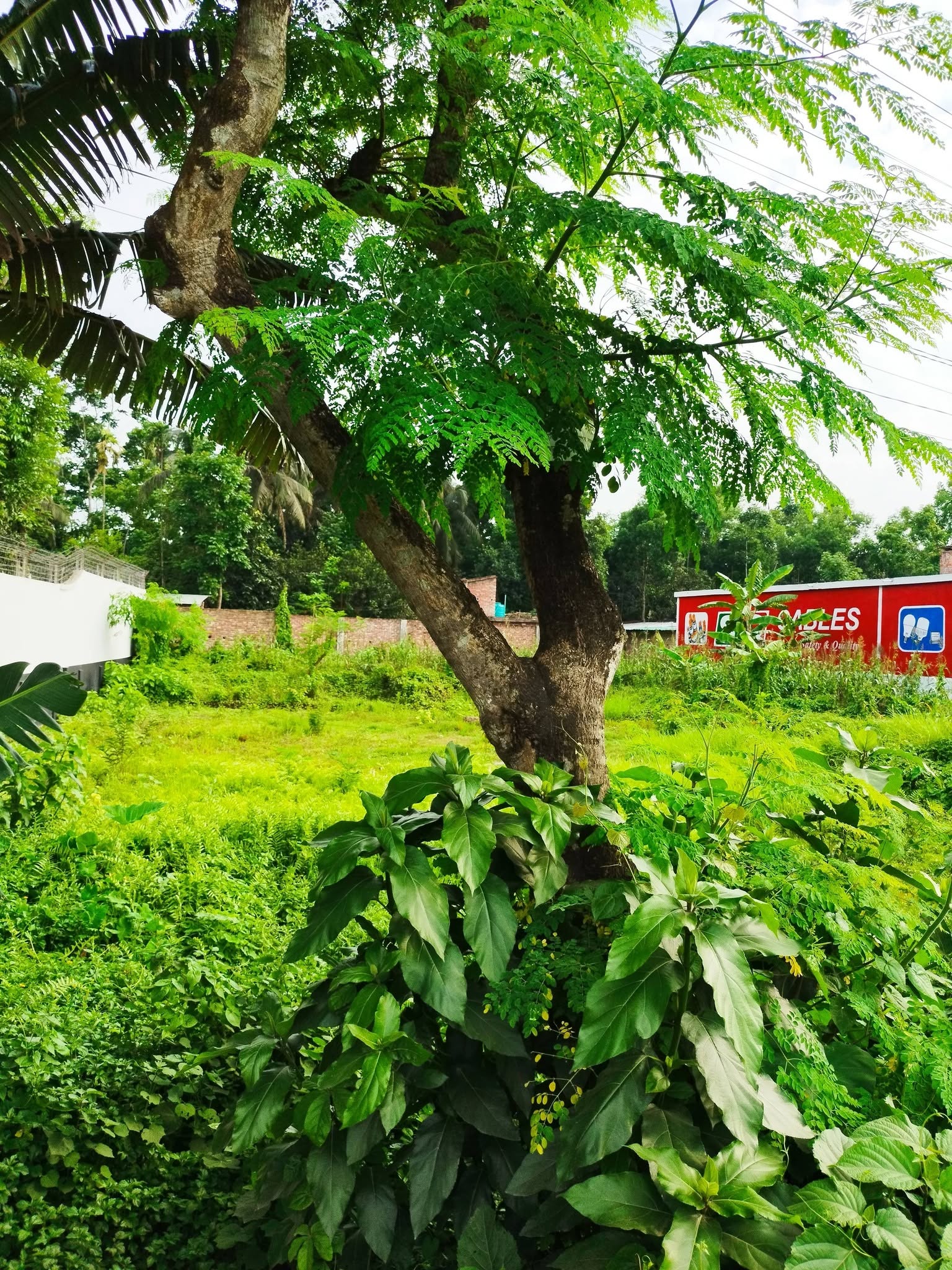  যশোরের অন্যতম সম্ভাবনাময় আবাসিক এলাকা হামিদপুরে 8.25 শতকের একটি প্লট বিক্রয় হবে। — photo 2
