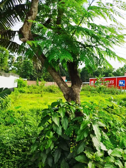  যশোরের অন্যতম সম্ভাবনাময় আবাসিক এলাকা হামিদপুরে 8.25 শতকের একটি প্লট বিক্রয় হবে। — photo 3