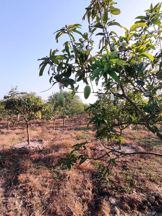 জায়গাসহ কাটিমন আমবাগান বিক্রয়