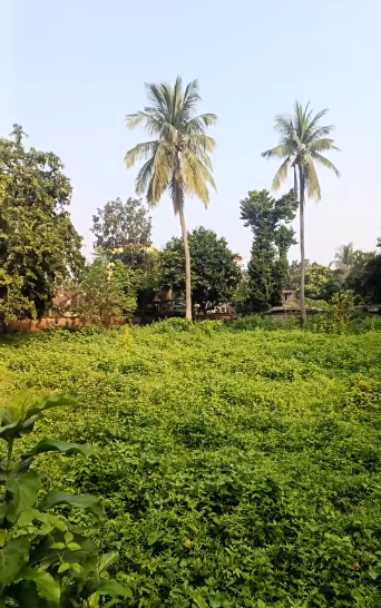 সাতক্ষীরা এসপি বাংলোর পেছনে প্লট আকারে জমি বিক্রয় চলছে